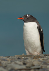 Gentoo penguin standing on the beach with clean blue background, South Georgia Island, Antarctica