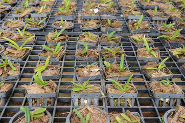 Dendrobium Orchid seedlings plant in a nursery