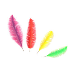 colorful bird feathers