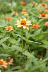 Nature background. Close-up orange flower on field.