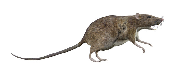 Brown Rat on White