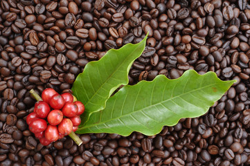 red ripe coffee on coffee beans backgournd
