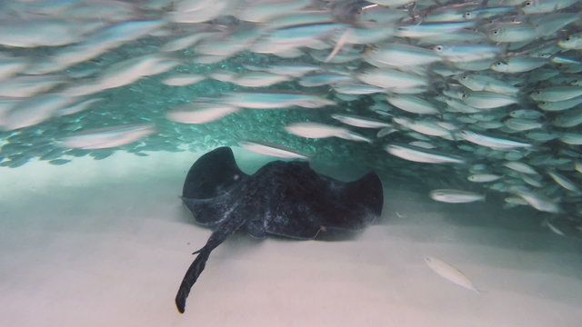 Big stingray hunting small fishes 50fps
