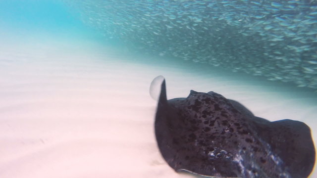 Big stingray hunting small fishes 50fps