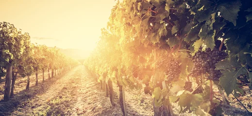 Poster Wijngaard in Toscane, Italië. Wijnboerderij bij zonsondergang. Vintage © Photocreo Bednarek
