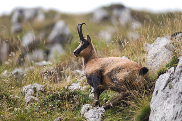 camoscio appenninico (Rupicapra pyrenaica ornata)