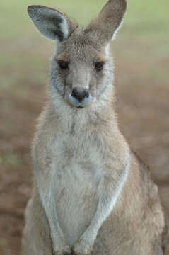 Kangaroo , Tasmania