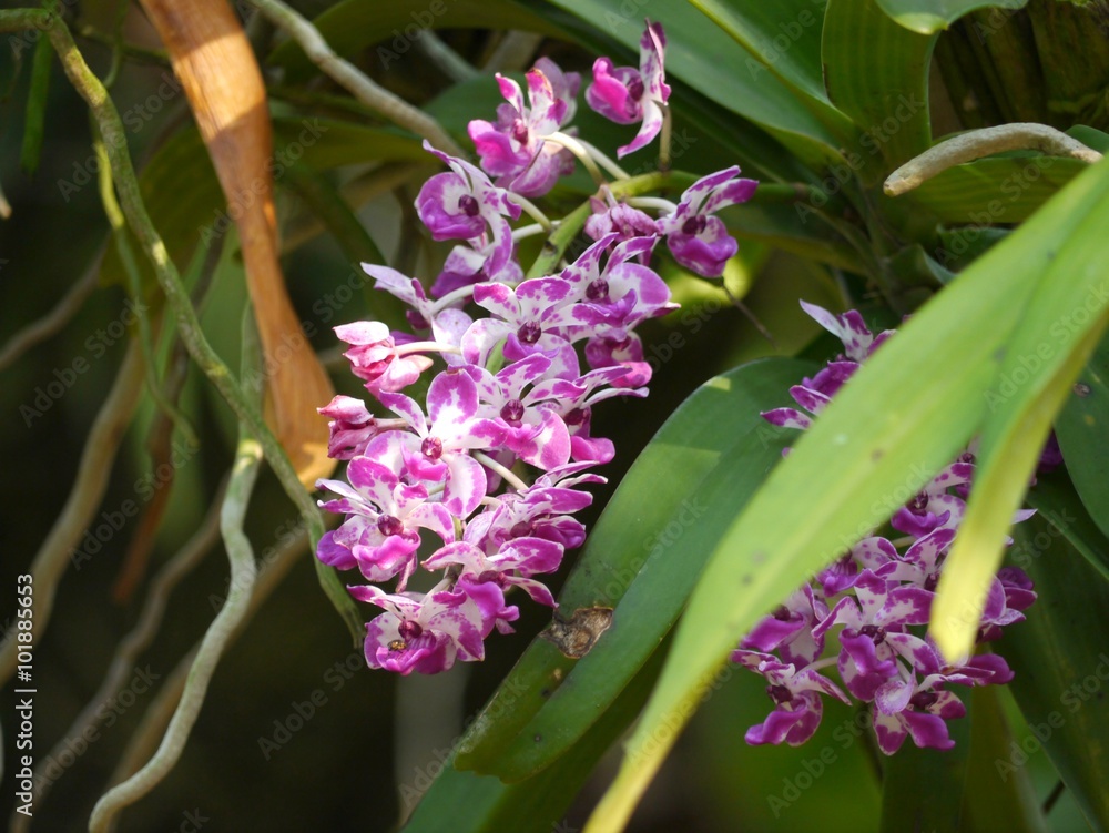 Wall mural Purple Orchid