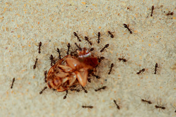Ants are a harmonious helped transport the remains of dead cockr