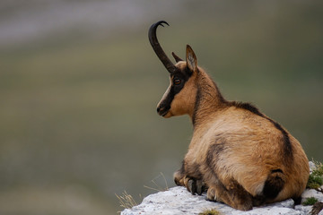 camoscio appenninico (Rupicapra pyrenaica ornata)