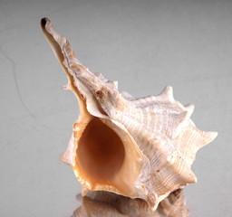 Studio shot of a Mediterranean sea shell