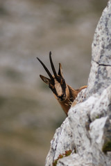 camoscio appenninico (Rupicapra pyrenaica ornata)