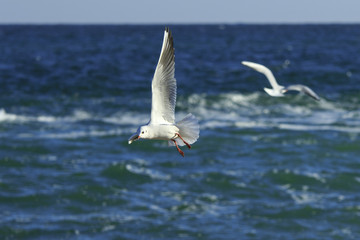 Gull's pirouettes