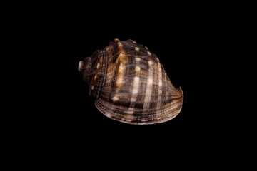 Studio shot of a Mediterranean sea shell