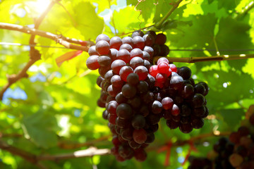 grapes in vineyard on a sunny day