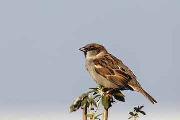 Haussperling (Passer domesticus)