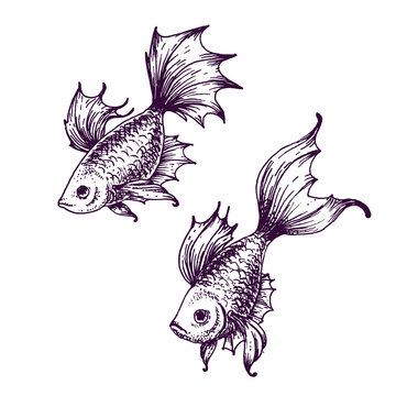 Hand drawn vector fish sketch