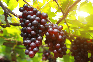 grapes in vineyard on a sunny day