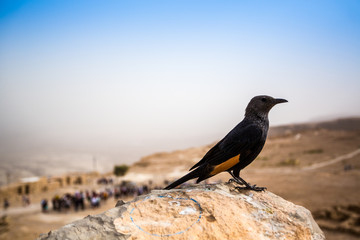Tristram's Starling in Masada, Israel