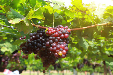 grapes in vineyard on a sunny day