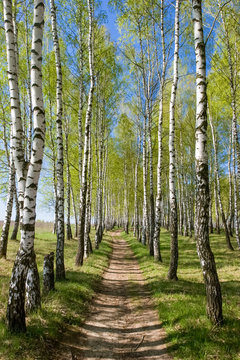 Fototapeta Birch-tree alley at spring forest