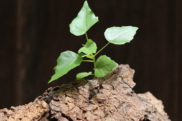 small tree growing on died tree