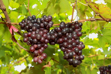 grapes in vineyard on a sunny day