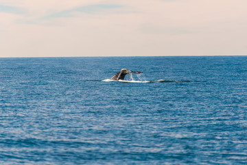 Obraz premium Humpback Whale
