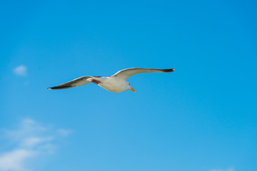 Fototapeta na wymiar Beautiful Seagulls
