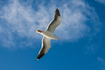 Beautiful Seagulls