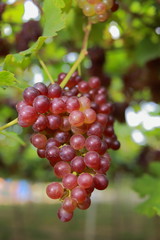 grapes in vineyard on a sunny day