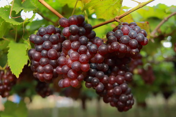 grapes in vineyard on a sunny day