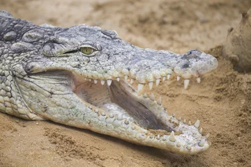 Photo sur Aluminium Crocodile nile crocodile