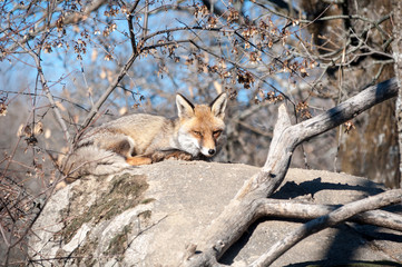Fox lying on a rock resting under the hot sun - 3