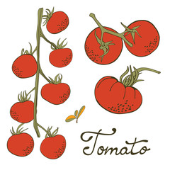 Colorful hand drawn set of tomatoes
