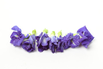 Butterfly Pea flower on white background