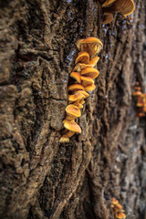 Forest mushrooms on oak