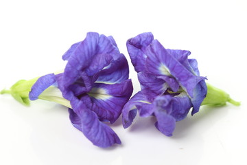 Butterfly Pea flower on white background