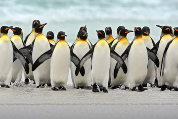 Crédence de cuisine en verre imprimé Pingouin Groupe de manchots royaux revenant de la mer à la plage avec un ciel bleu vague, Volunteer Point, Îles Falkland