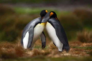 Fotobehang Koningspinguïnpaar knuffelen in de wilde natuur met groene achtergrond © ondrejprosicky