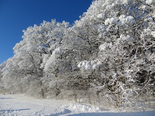 Wintry Landscape under blue sky