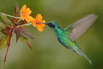 Fototapeta na wymiar Green and blue hummingbird Sparkling Violetear flying next to beautiful yelow flower