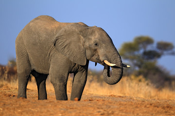 Naklejka na ściany i meble Big African Elephant, on the gravel road, with blue sky and green tree, animal in the nature habitat, Tanzania
