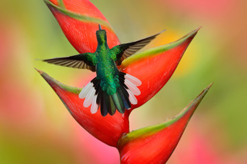 Hummingbird White-tailed Sabrewing flying next to beautiful Strelitzia red flower