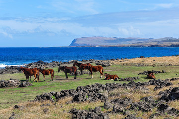 Wild horses on the coast in Easter Island, Chile