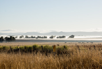 Early morning fog, cattle grazing. Darling Downs, Queensland. Australia.