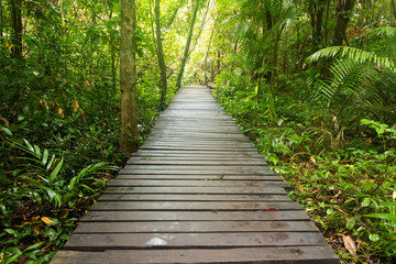 Fototapeta premium Pathway to jungle