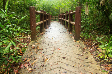 Pathway to jungle