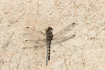 dark dragonfly 