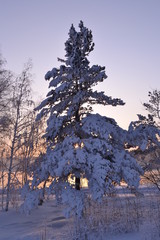 Заснеженная сосна. © vladimir pb